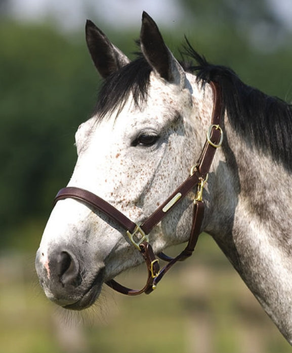 Norton Club doppelt verstellbares Lederhalfter