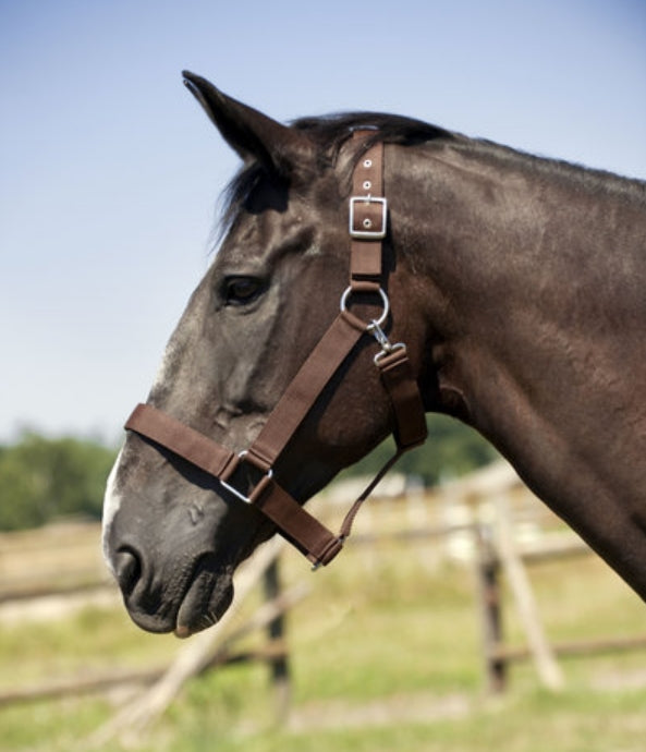 NORTON Kaltblut-Halfter