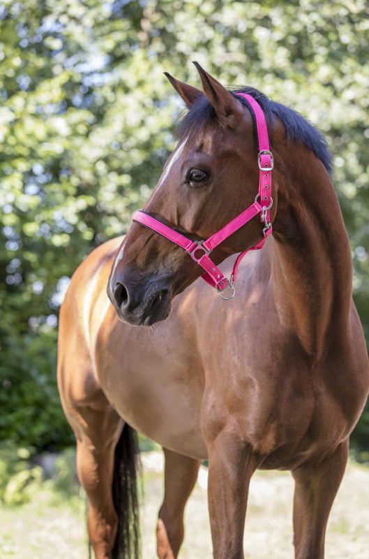 Norton Fluo Lined Halfter