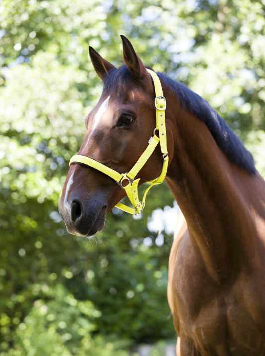 Norton Fluo Lined Halfter