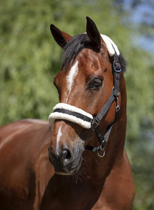 Norton Halfter aus synthetischem Schaffell