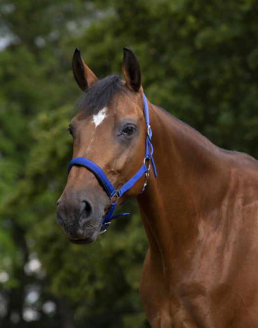 Norton Nylonhalfter mit Neoprenfutter