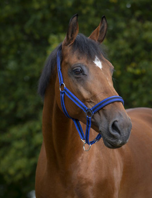 Norton Nylonhalfter mit Neoprenfutter