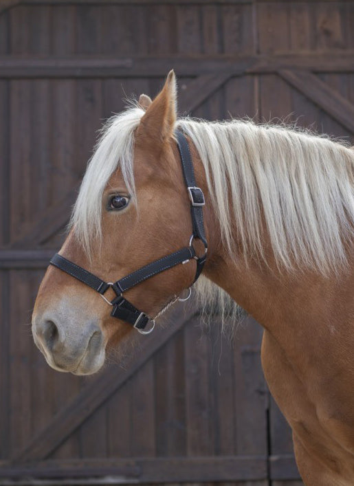 Norton Pro Zugpferdehalfter