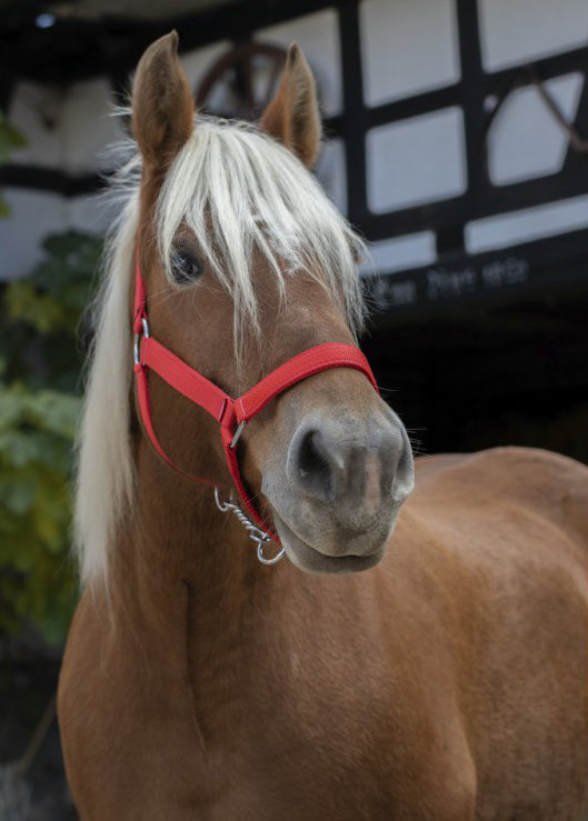 Norton Pro Zugpferdehalfter