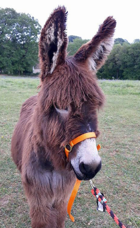 Nylonhalfter für Fohlen oder Esel