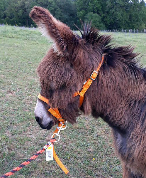 Nylonhalfter für Fohlen oder Esel
