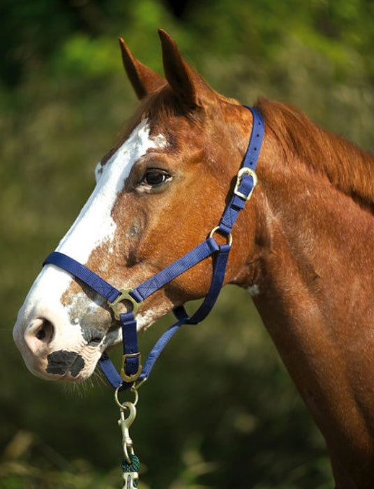 NORTON doppellagiges Nylonhalfter mit Schnallenverschlüssen