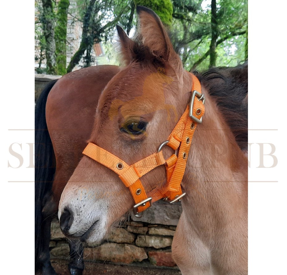 Verstellbares Halfter für Minifohlen