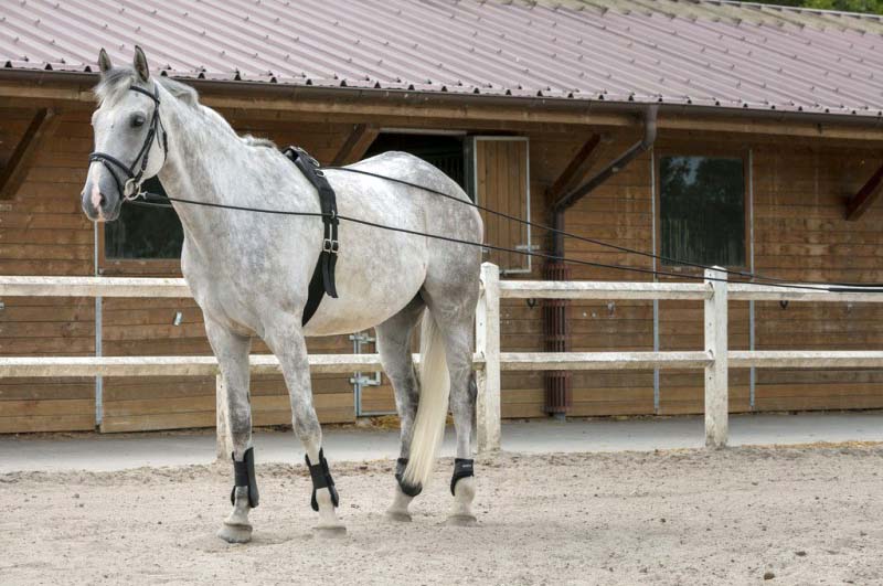 Longues rênes RIDING WORLD cuir et corde