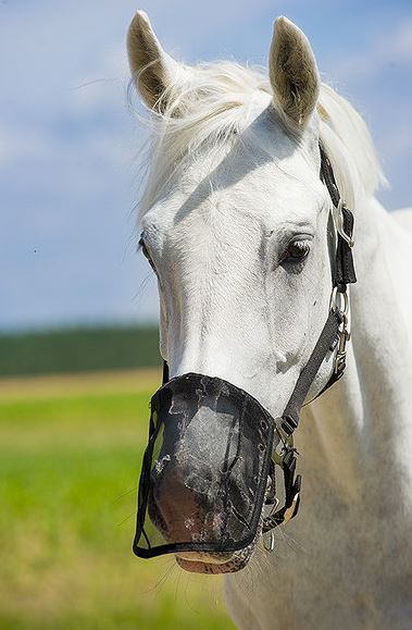 Norton Fly Mesh Nasenschutz