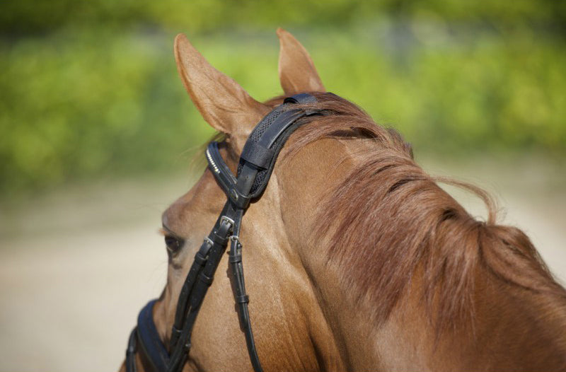 Back on Track Nackenschutz