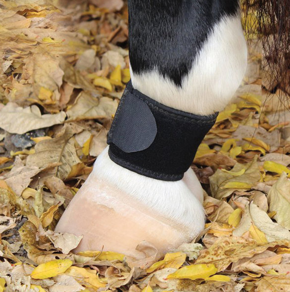 PROFESSIONAL'S CHOICE Fesselschutz