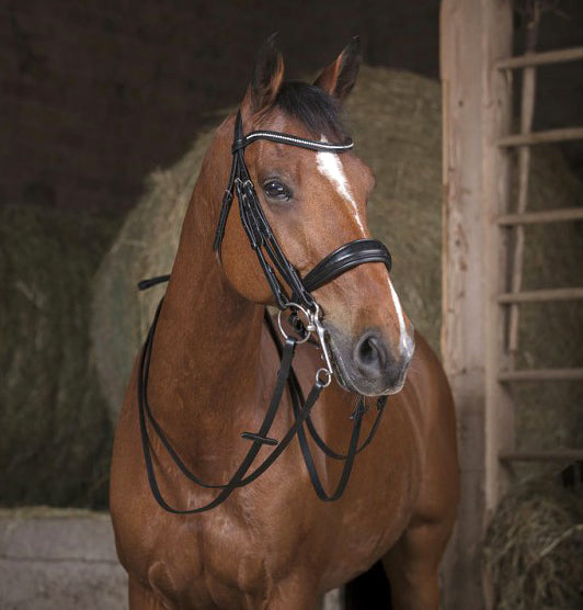 NORTON PRO 16 mm Zügel