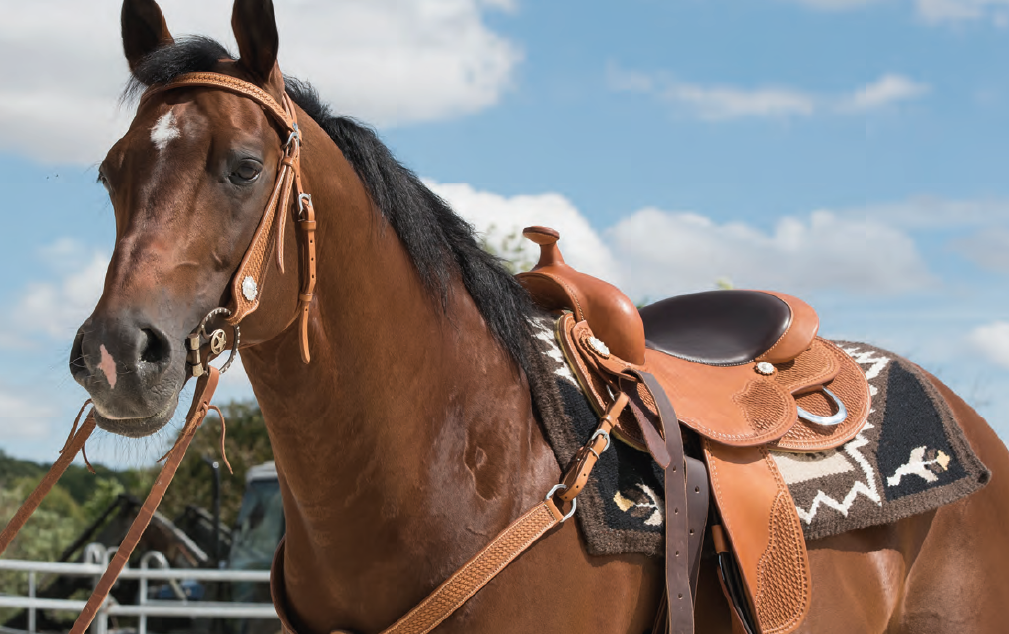 Westride-Teppich von Franck Perret Sioux