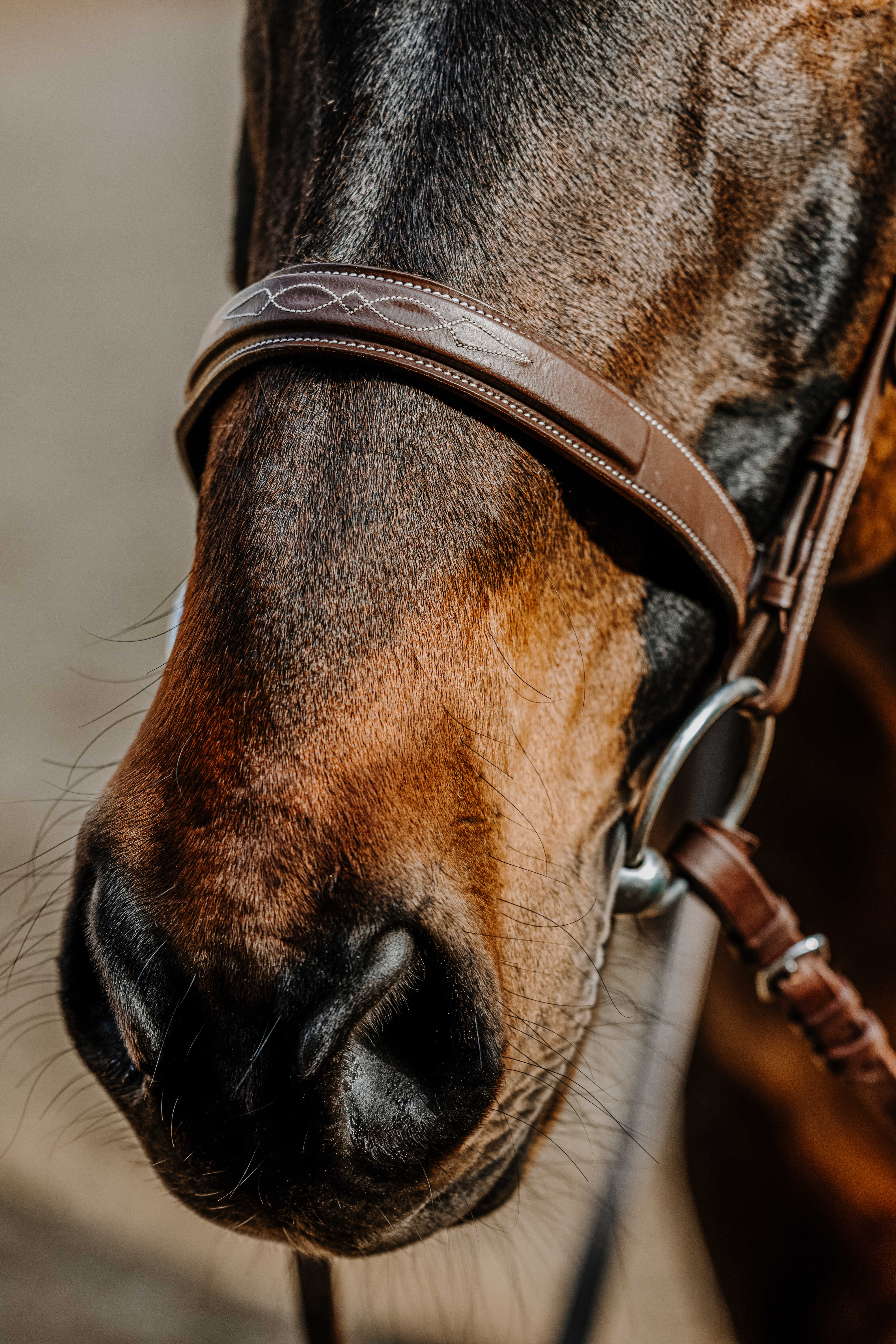 Bridon NORTON – Hunter