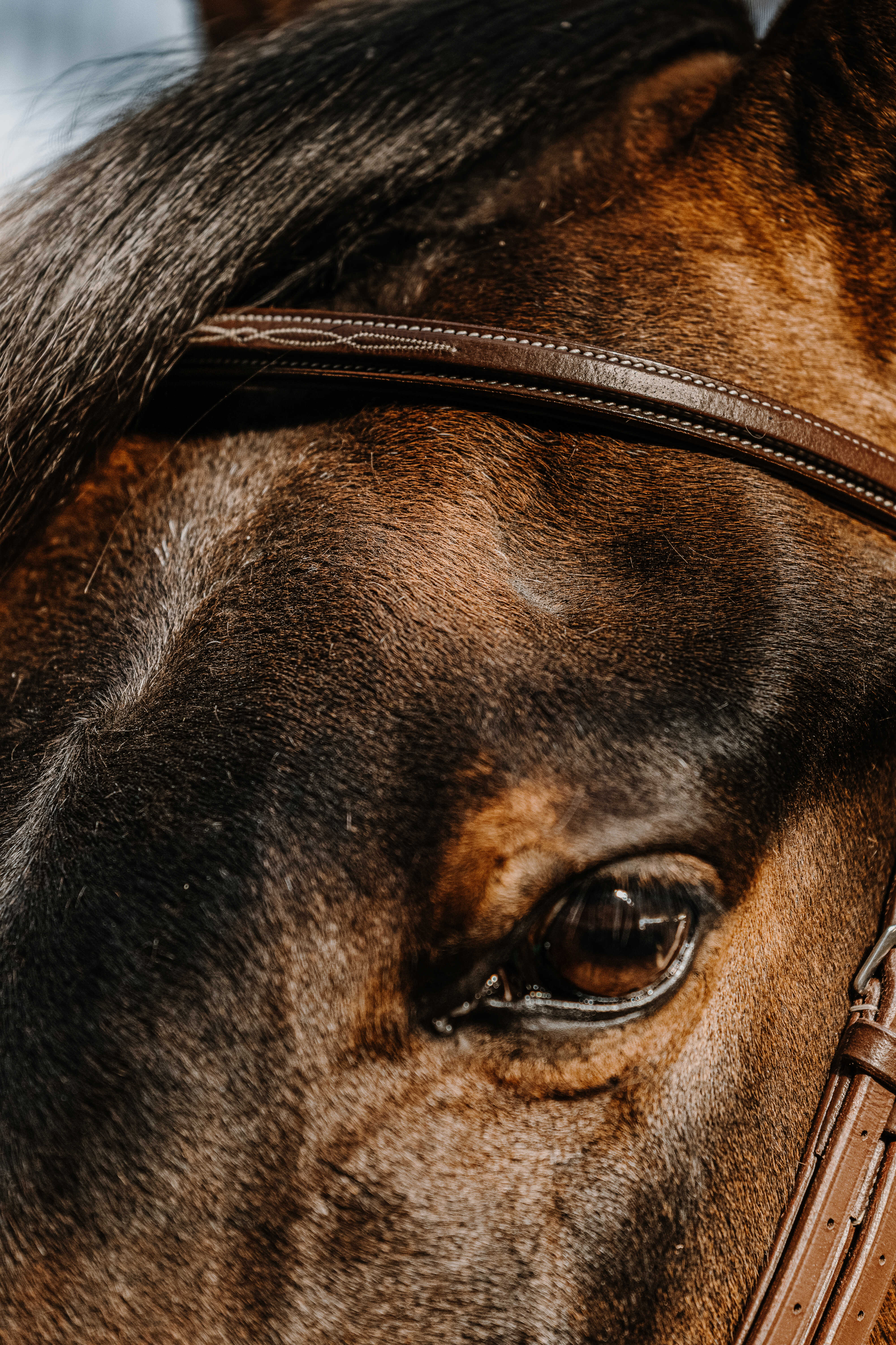 Bridon NORTON – Hunter