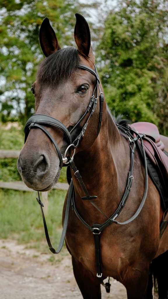 Bridon endurance NORTON - Pop