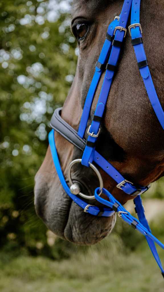 Bridon endurance NORTON - Pop
