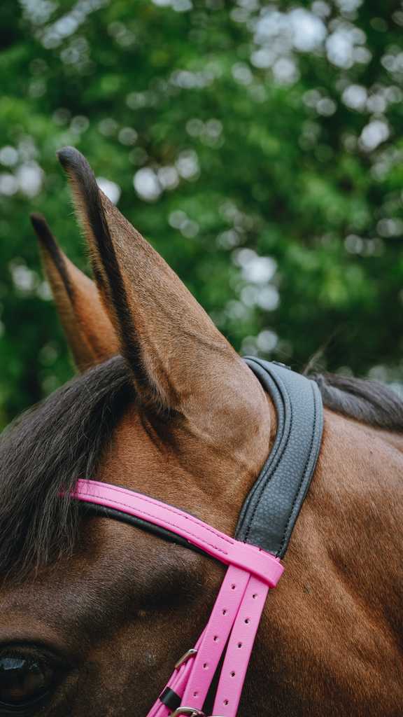 Bridon endurance NORTON - Pop