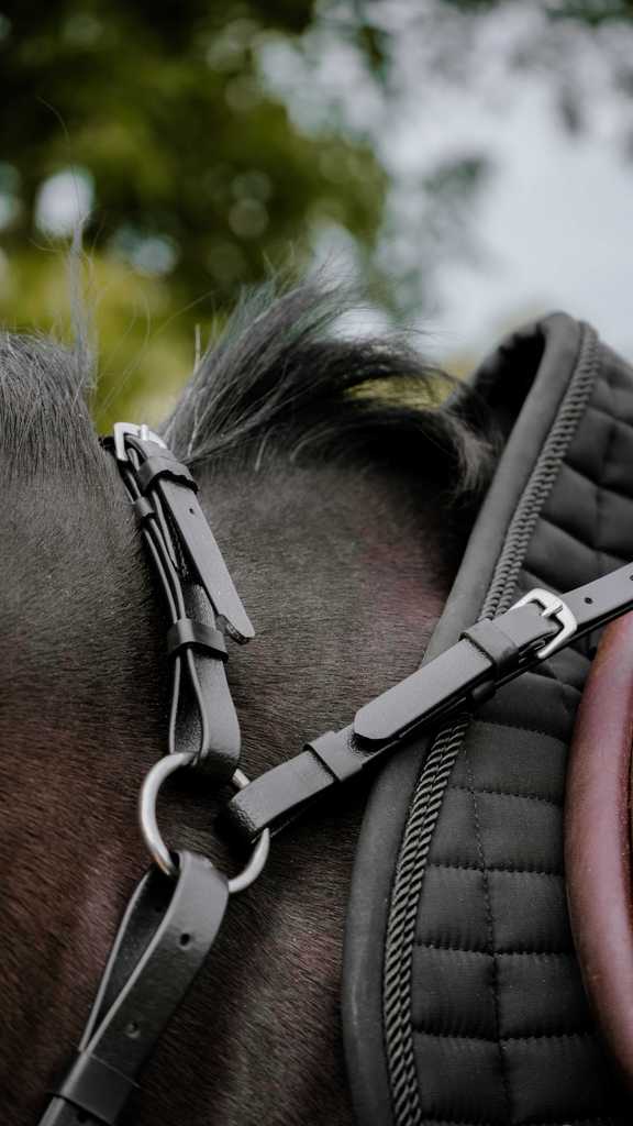 Collier de chasse Endurance NORTON - Pop