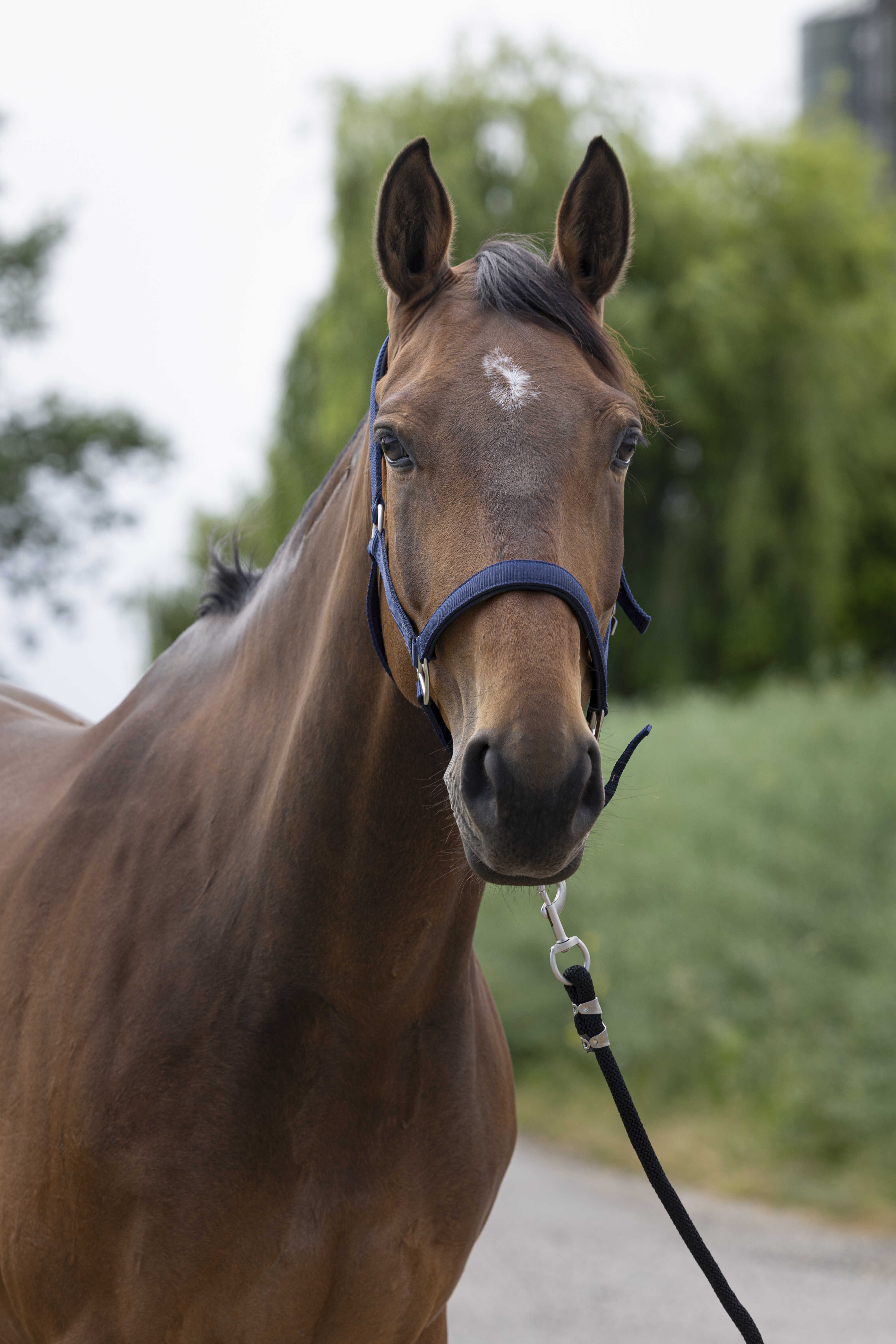 Licol NORTON "Satine"