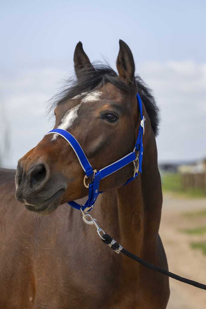 Licol EQUITHÈME - Nylon light