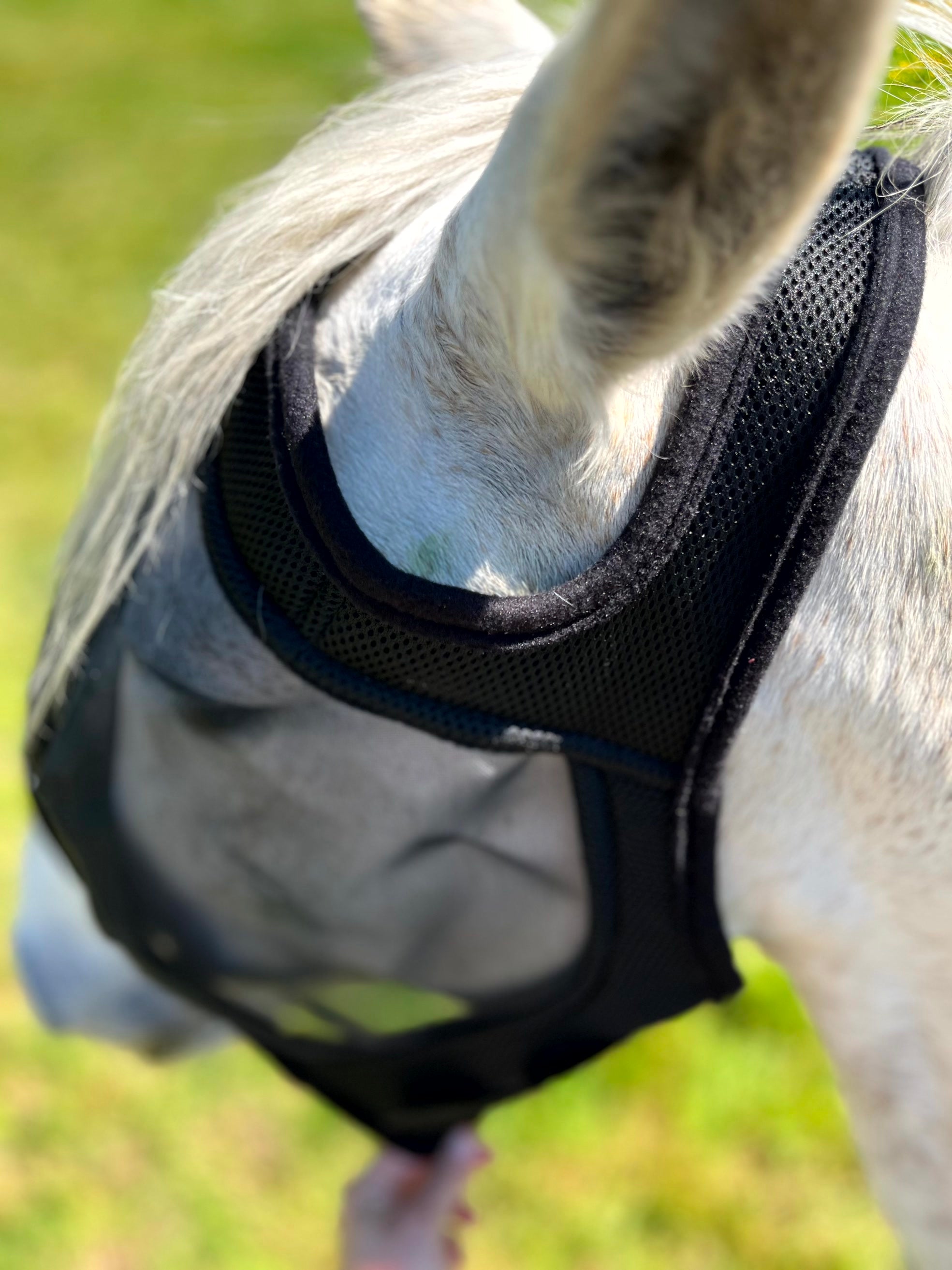 Masque anti-mouches anti-UV EQUITHÈME - Mesh sans oreilles pour âne et cheval