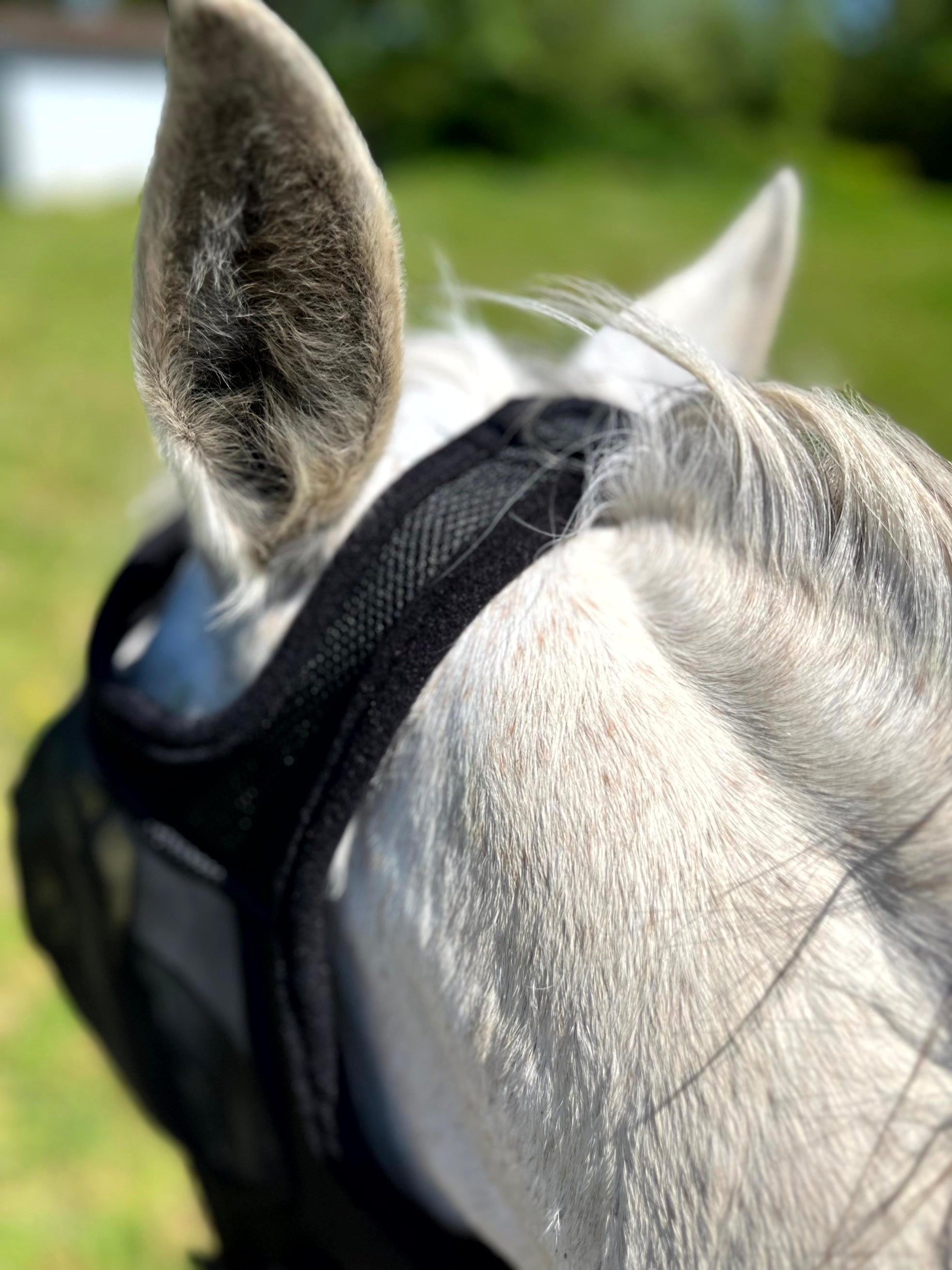 Masque anti-mouches anti-UV EQUITHÈME - Mesh sans oreilles pour âne et cheval