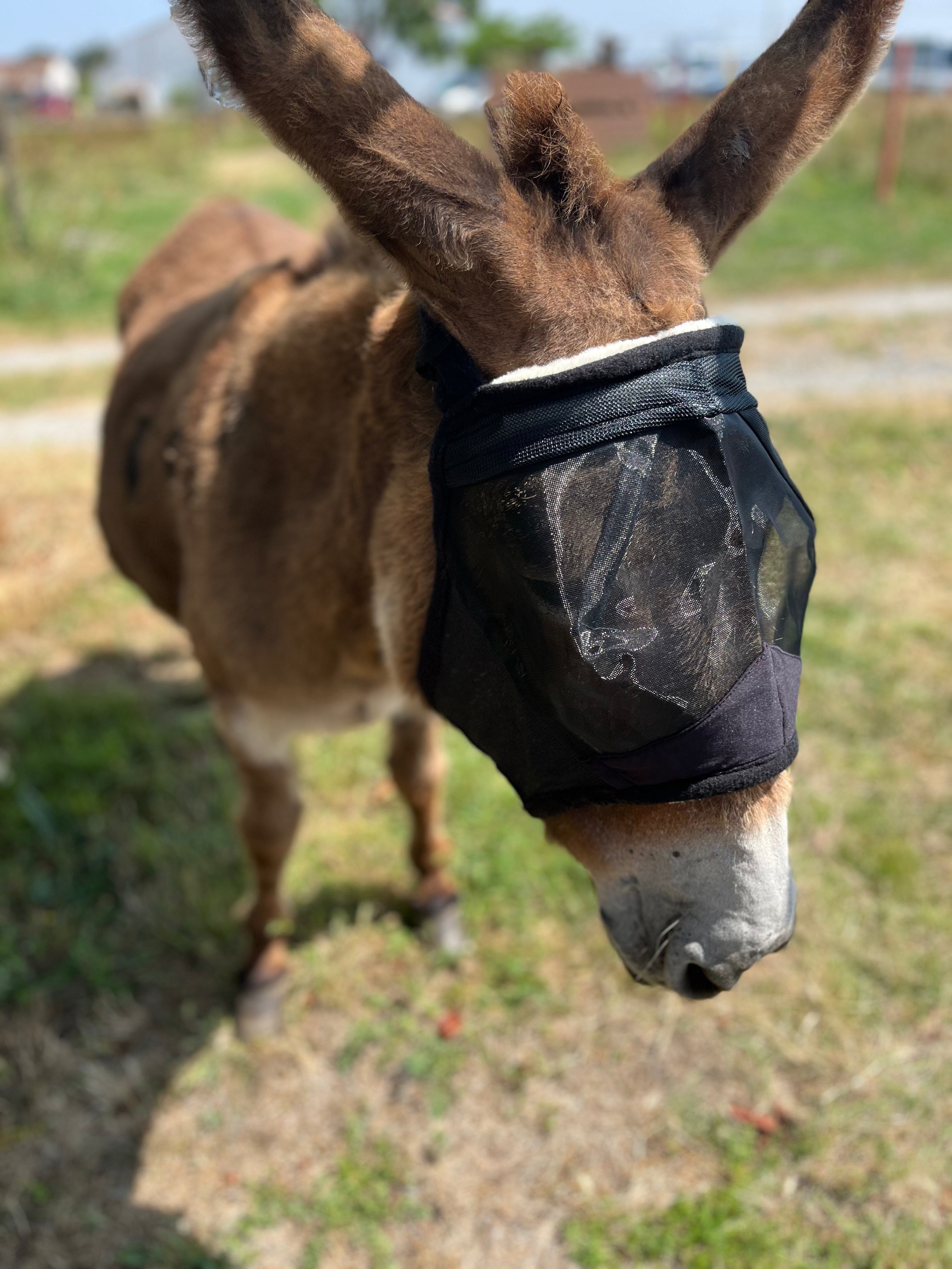 Equitheme Polar Thoroughbred Fly Mask
