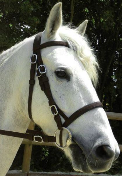Polypro Shetland Trense